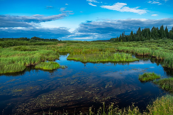 Wetland Near Cook, Minnesota (2018)